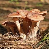 Fungos, Líquens - Agaricales (Euagáricos)