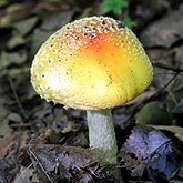 Fungos, Líquens - Agaricales (Euagáricos)