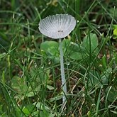 Fungos, Líquens - Agaricales (Euagáricos)