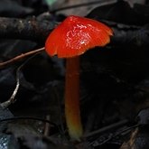 Fungos, L&#237;quens - Agaricales (Euag&#225;ricos)