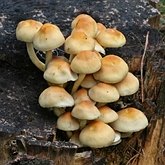 Fungos, Líquens - Agaricales (Euagáricos)