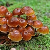Fungos, L&#237;quens - Agaricales (Euag&#225;ricos)