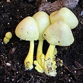 Fungi, Lichens - Agaricales (Euagarics)