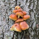 Fungi, Lichens - Agaricales (Euagarics)