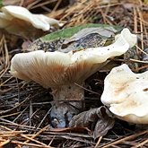 Fungi, Lichens - Agaricales (Euagarics)