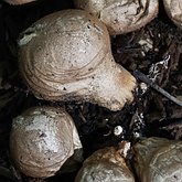 Fungi, Lichens - Agaricales (Euagarics)
