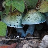 Fungi, Lichens - Agaricales (Euagarics)