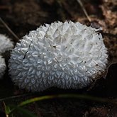 Fungi, Lichens - Agaricales (Euagarics)