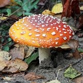 Fungi, Lichens - Agaricales (Euagarics)