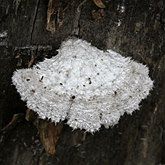 Fungi, Lichens - Agaricales (Euagarics)