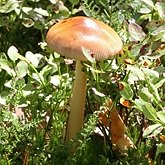 Grzyby, porosty - Agaricales (pieczarkowce)