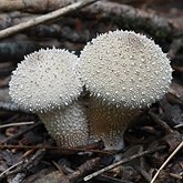 Grzyby, porosty - Agaricales (pieczarkowce)