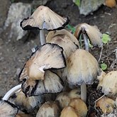 Grzyby, porosty - Agaricales (pieczarkowce)