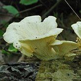 Grzyby, porosty - Agaricales (pieczarkowce)