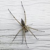 Agelenopsis sp.