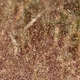 Agrostis truncatula