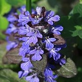 Ajuga reptans