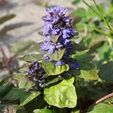 Ajuga reptans