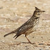 Aves Passeriformes - Alaudidae (cotovias)