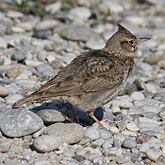 Ptaki Passeriformes - Alaudidae (skowronki)