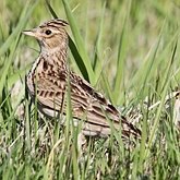 Oiseaux Passeriformes - Alaudid&#233;s