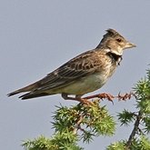 Oiseaux Passeriformes - Alaudid&#233;s