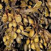 Outros - Algas castanhas