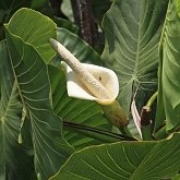 Angiospermes Monocotyl&#233;dones - Alismatales