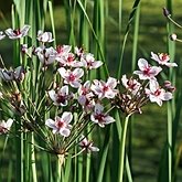 Angiospermes Monocotyl&#233;dones - Alismatales