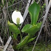 Angiosperms Monocots - Alismatales