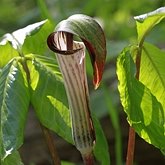 Okrytonasienne jednoliścienne - Alismatales (żabieńcowate)