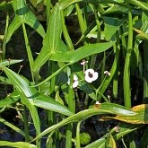 Okrytonasienne jednoliścienne - Alismatales (żabieńcowate)