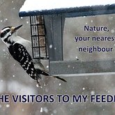All the visitors to my feeders