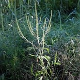 Ambrosia artemisiifolia