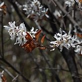 Amelanchier laevis