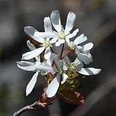 Amelanchier laevis