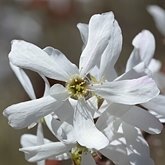 Amelanchier laevis