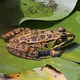 Vertebrates, others - Amphibians