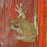 Vertebrates, others - Amphibians