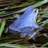 Vertebrates, others - Amphibians