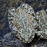 Vertébrés, autres - Amphibiens