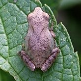 Vert&#233;br&#233;s, autres - Amphibiens