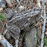 Vert&#233;br&#233;s, autres - Amphibiens
