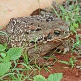 Vert&#233;br&#233;s, autres - Amphibiens