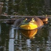 Vert&#233;br&#233;s, autres - Amphibiens