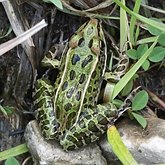 Vert&#233;br&#233;s, autres - Amphibiens