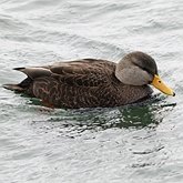Anas rubripes