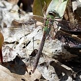 Anax junius