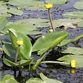 Plantes, autres - Angiospermes basales