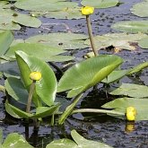 Plantas, outras - Angiosp&#233;rmicas basais